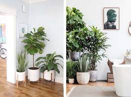 indoor floor plants living room plants