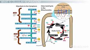 Cellular Respiration Overview Process