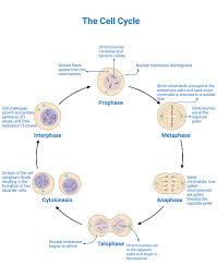 comparing and contrasting interphase