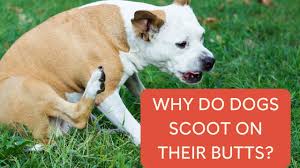 why do dogs scoot on their s you
