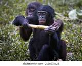 6.046 imagens, fotos stock, objetos 3D e vetores de Bonobo ...