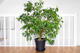 10 indoor trees that thrive in low light