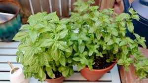 5 great herbs to grow in pots
