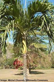 74 Types Of Palm Trees With