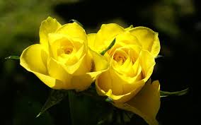 Image result for images of rose hd yellow