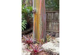 rainbow eucalyptus look but don t cut