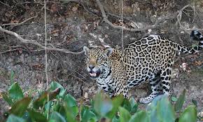 They can even tackle south america's largest animal, the tapir, and huge predators like caiman. Jaguar Defenders Of Wildlife