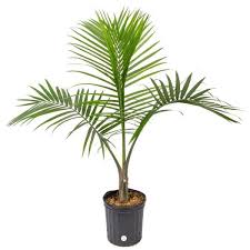Costa Farms Majesty Palm In 9 25 In