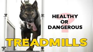 dog treadmills slat mills health