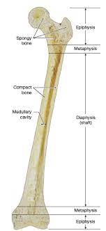 Complete figure 6.1a by labeling compact bone and spongy bone. A Photograph Of A Longitudinal Section Through A Femur With Labeled Structures Anatomy And Physiology Anatomy Physiology