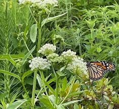 how to attract monarch erflies to