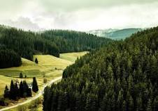 What is special about the Black Forest?
