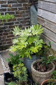 Dry Shade Plants Potted Plants
