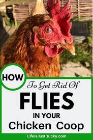 get rid of flies in your en coop