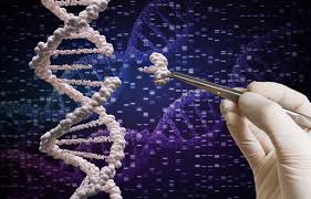 crispr gene editing is being tested in