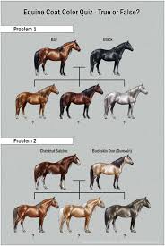 Color Chart Quiz Color Quiz Horse Coat Colors Horses