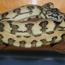 jaguar carpet python traits morphpedia