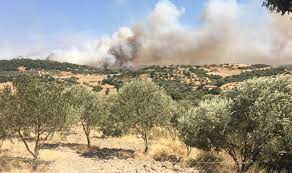 İzmir'de orman yangını! Havadan ve karadan müdahale