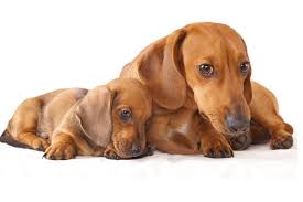 cost of dachshund puppies dogs