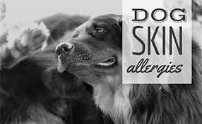Maybe you would like to learn more about one of these? Dog Skin Allergies Causes Symptoms Home Remedies Treatment More Caninejournal Com