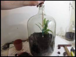 make a large jug terrarium you