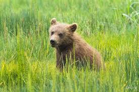 grizzly bear cub photo richard wong
