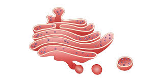 aparato de golgi estructura funciones