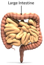 large intestine key se wiki