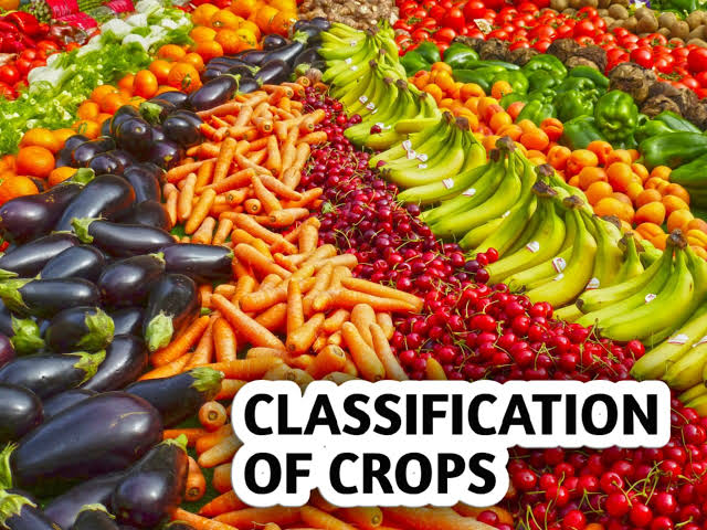 CLASSIFICATION OF CROPS