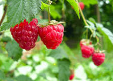 What is the best tasting raspberry?