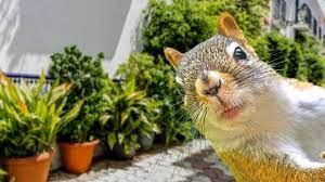 keep squirrels out of potted plants