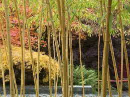 How To Grow Bamboo Saga