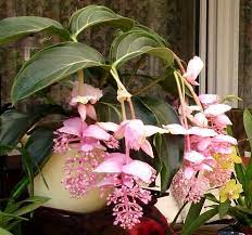 Voglia di piante e fiori nel salotto di casa? Medinilla Come Curare Coltivare E Far Fiorire Le Piante Di Medinilla