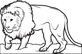 Print this page and showcase your creativity in coloring. Printable Male Lion Coloring Page For Kids Supplyme