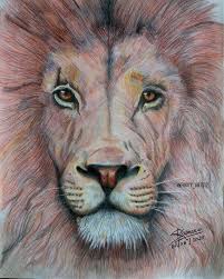 lion color pencil sketch by shubham