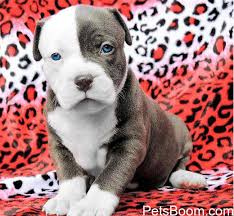 Find out why the blue and red nose color occurs in other pitbull dog breeds. Red Nose Pitbull Puppies