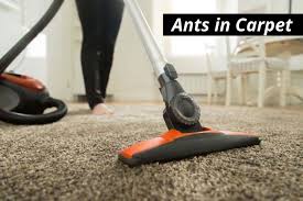 how to get rid of ants in your carpet