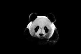 panda background images browse 82 803