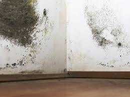 black mold in your home causes