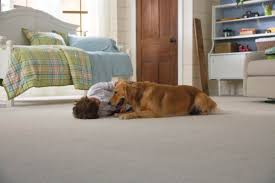 the best carpet for pets according to