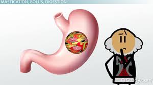 digestion terminology