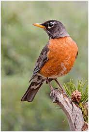 Parasitic disease causing death of American Robins - Healthy Wildlife