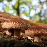 which-mushroom-is-best-for-cholesterol