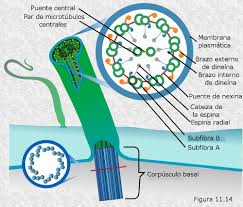El citoplasma celular - La célula eucariota