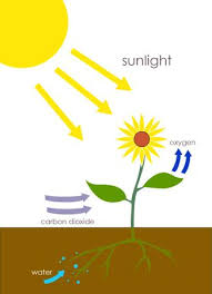 Photosynthesis Formula