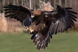 golden eagle national bird of mexico