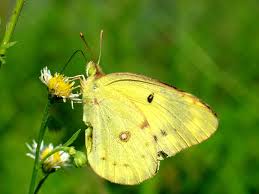 Resultado de imagem para yellow butterfly