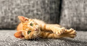 Among the scents that cats detest are citrus. How To Keep Cats From Scratching Furniture Bechewy