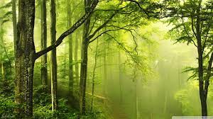25+] HD Green Forest Wallpapers on ...
