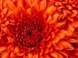 Image result for orange flower 
